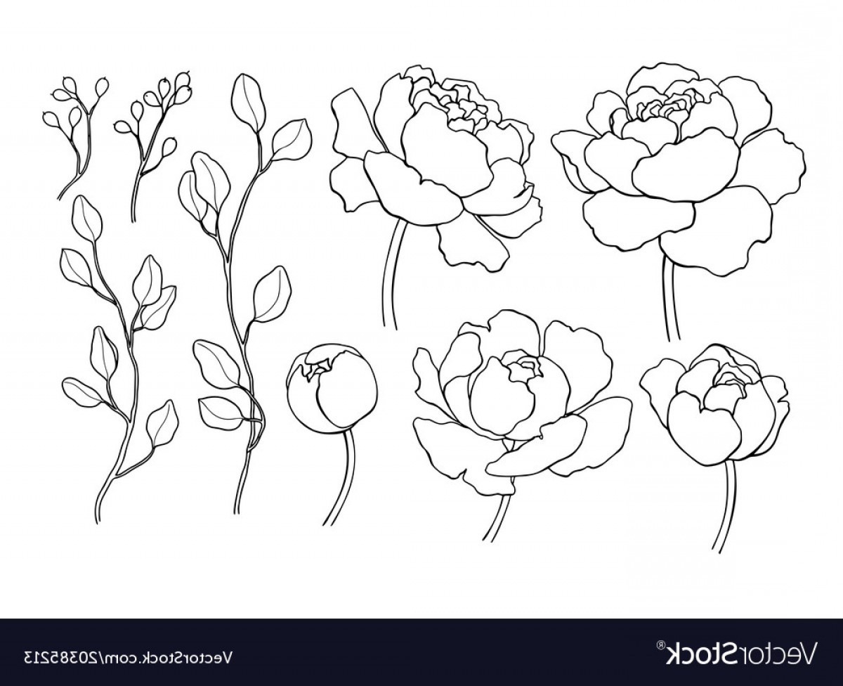 1200x976 Peony Flower And Leaves Line Drawing Hand Vector Soidergi