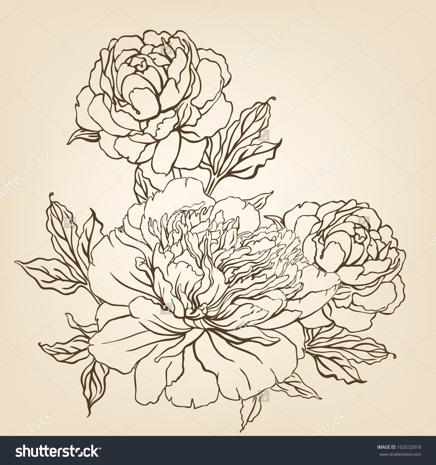 1500x1600 Peony Vintage Hand Drawing Background With Flowers Vector