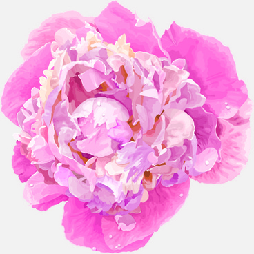 368x368 Peony Flower Vector Free Vector Download
