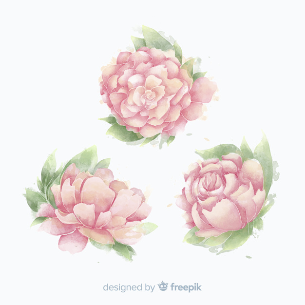 626x626 Collection Of Beautiful Watercolor Peony Flowers Vector Free