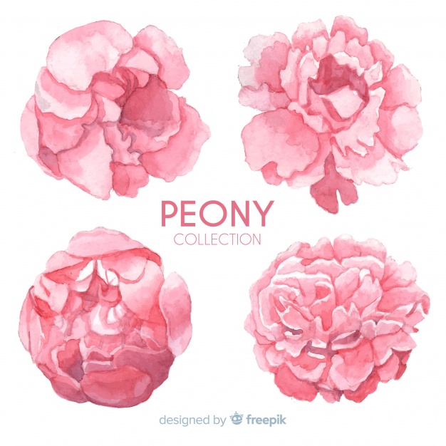 626x626 Creative Collection Of Peony Flowers Vector Free Download