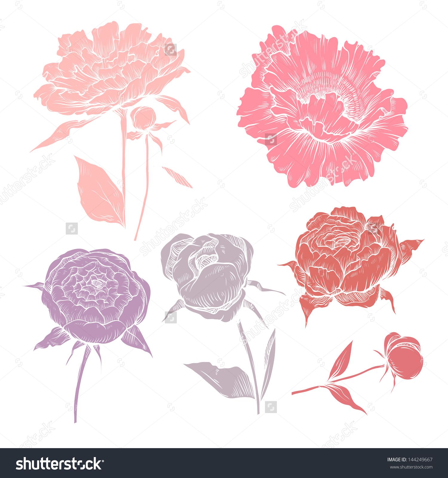 Hand Drawn Peony Flowers Vector Set Flowers How To Draw Hands 1500x1600 Hand Drawn Peony Flowers Vector Set Flowers How To Draw Hands
