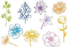 Peony Free Vector Art 286x200 Peony Free Vector Art