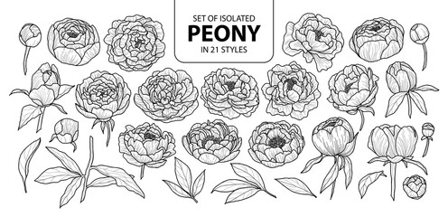 Peony Vector Photos, Royalty Free Images, Graphics, Vectors 496x240 Peony Vector Photos, Royalty Free Images, Graphics, Vectors
