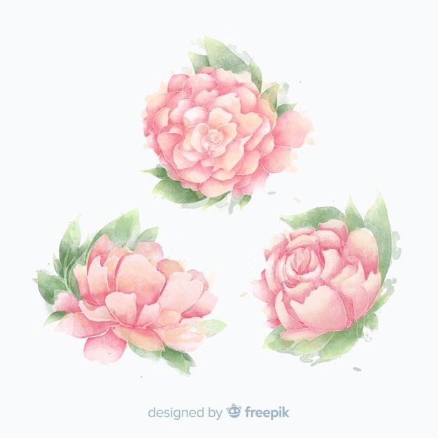 Peony Vectors, Photos And Free Download 626x626 Peony Vectors, Photos And Free Download
