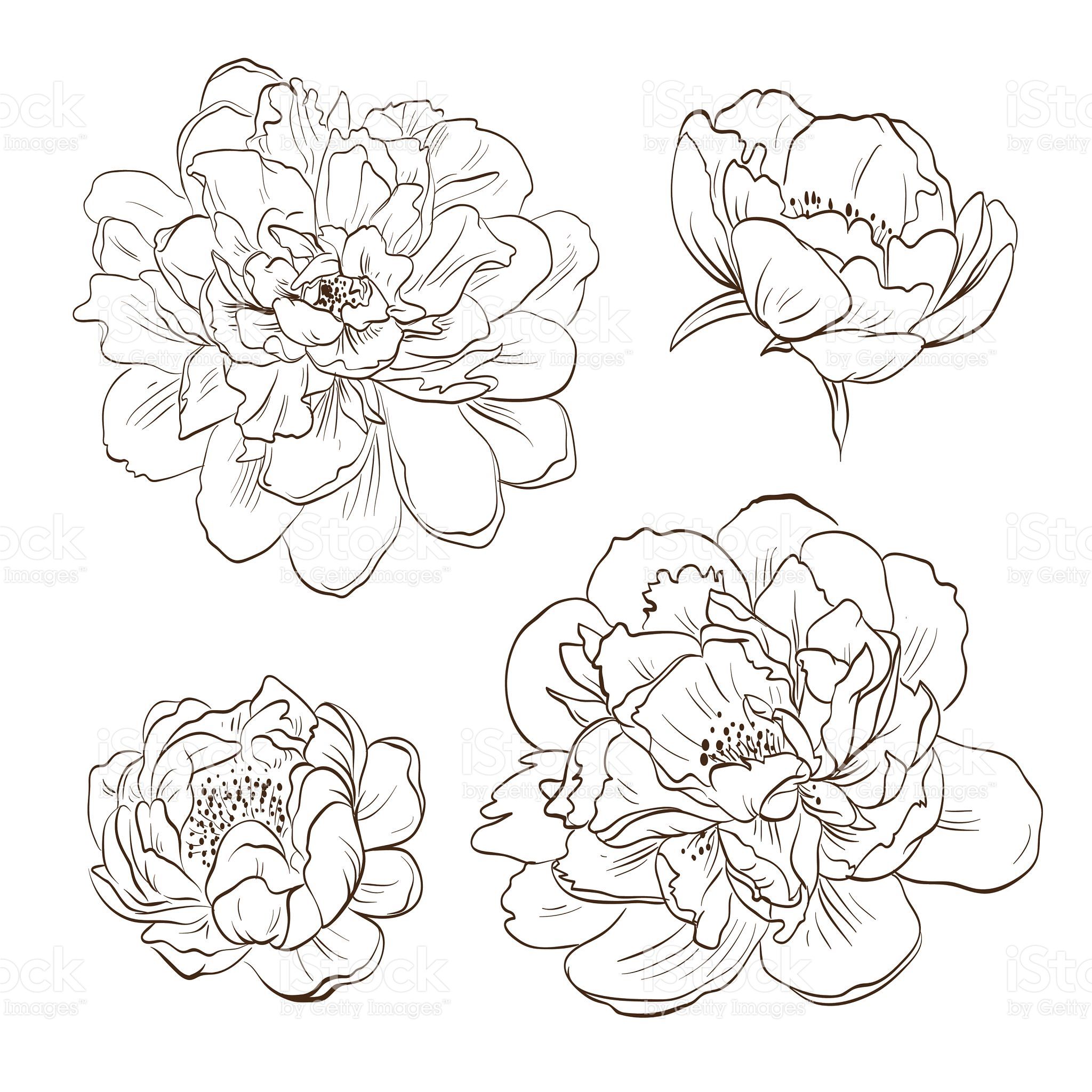 Peony Bud Hand Drawn, Vector Illustration Pinspiration 2048x2048 Peony Bud Hand Drawn, Vector Illustration Pinspiration