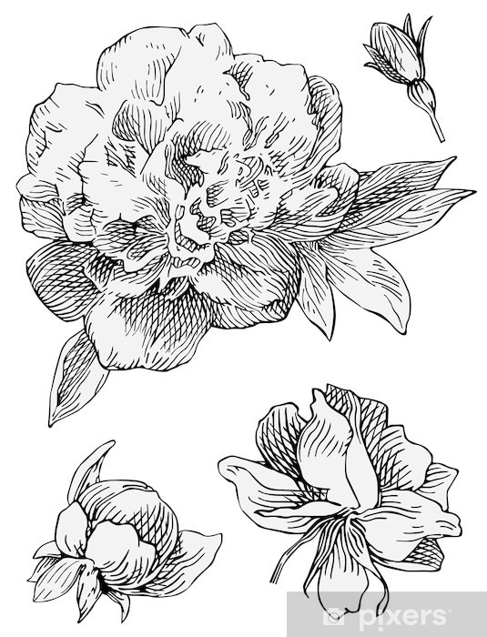 Peony Vector Wall Mural 535x700 Peony Vector Wall Mural