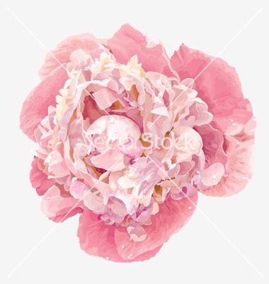 Pink Peony Vector 380x400 Pink Peony Vector