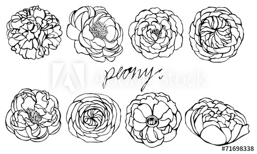 Set Of Peony Vector On White Background 500x300 Set Of Peony Vector On White Background
