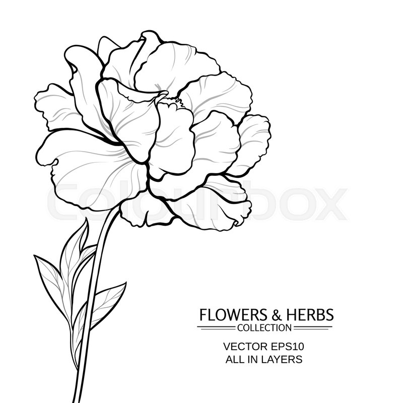 Vector Illustration With Peony On Stock Vector Colourbox 800x800 Vector Illustration With Peony On Stock Vector Colourbox