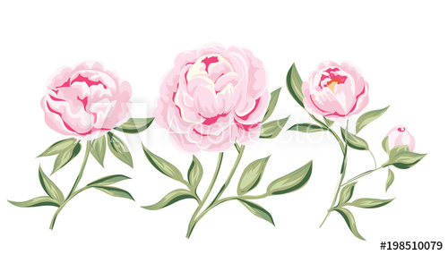 Peony Vector Illustration 500x285 Peony Vector Illustration