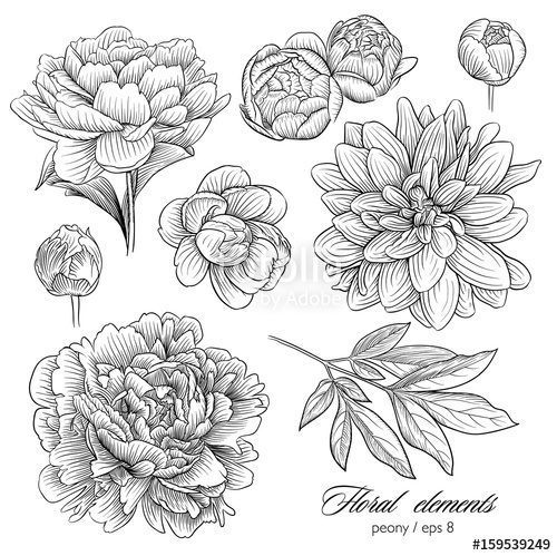 Peony Vector Set Stock Image And Royalty Free Vector 500x499 Peony Vector Set Stock Image And Royalty Free Vector
