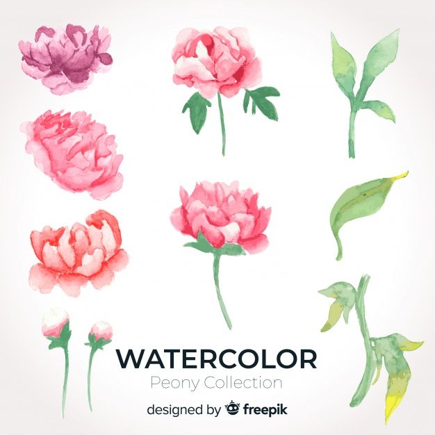 Collection Of Beautiful Watercolor Peony Flowers Free Vector 626x626 Collection Of Beautiful Watercolor Peony Flowers Free Vector