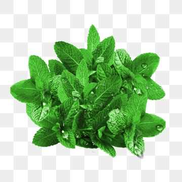 360x360 Peppermint Png, Vector, And Clipart With Transparent