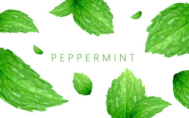 385x240 Peppermint Vector Photos, Royalty Free Images, Graphics, Vectors