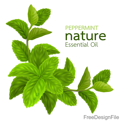 500x500 Peppermint Essential Oil Vector Background Free Download