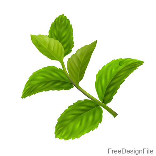 500x500 Peppermint Green Leaves Illustration Vector Free Download