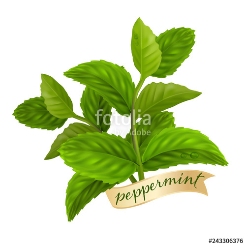500x500 Peppermint Leaf, Nature Essential Oil Stock Image And Royalty