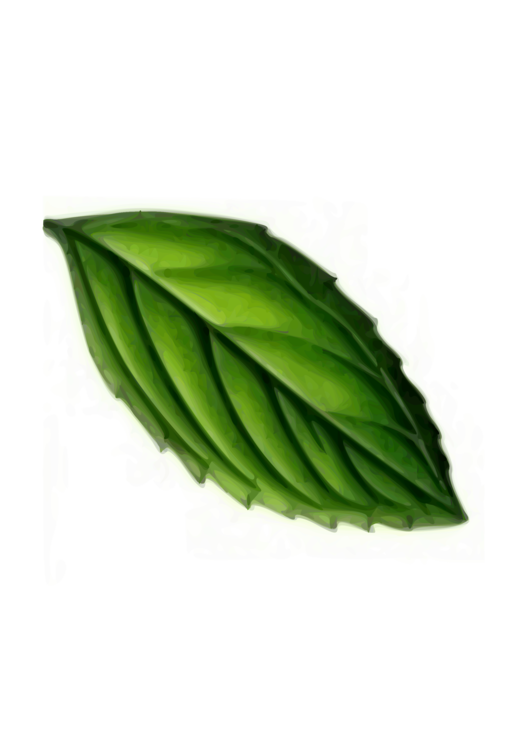 530x750 Plant,leaf,peppermint Vector Clipart