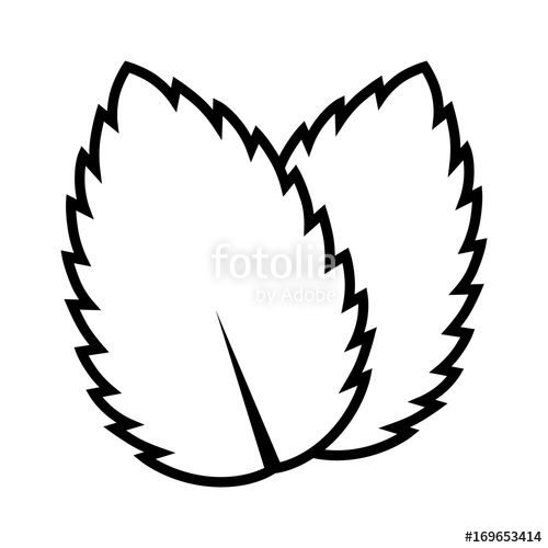 500x500 Two Peppermint Spearmint Mint Or Mentha Leaves Line Art Vector