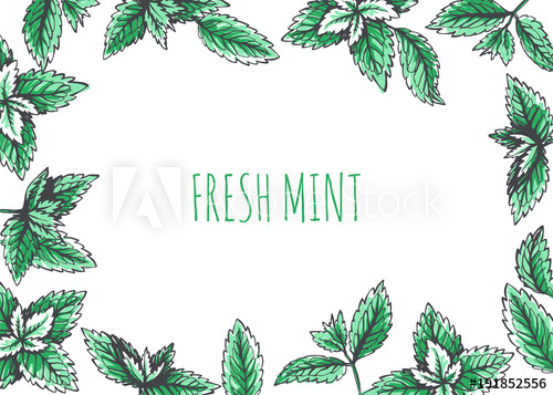 500x357 Vector Background Wit Peppermint Leaves Border Botanical Texture
