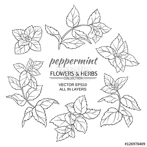 500x500 Peppermint Vector Set Stock Image And Royalty Free Vector