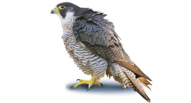 650x350 Peregrine Falcon Png Vector, Clipart