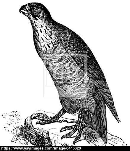 439x512 Peregrine Falcon Or Falco Peregrinus, Vintage Engraving Vector