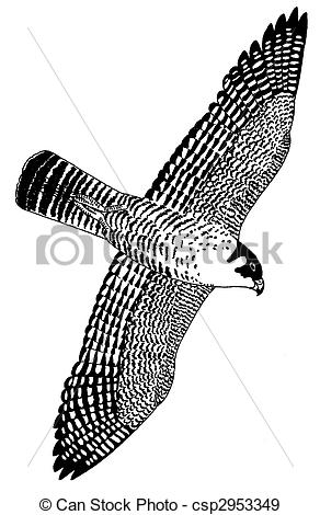 292x470 Peregrine Falcon