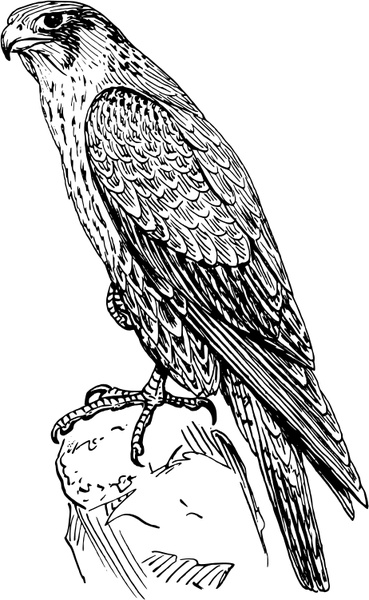 369x600 Peregrine Falcon Free Vector In Open Office Drawing