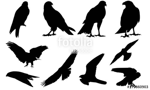 500x300 Peregrine Falcon Silhouette Vector Graphics Stock Image