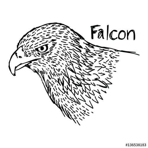 500x500 Falcon Head Drawing