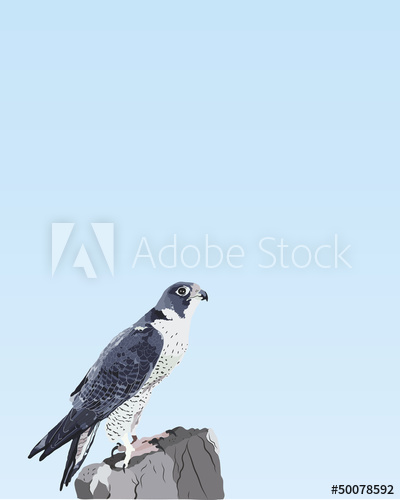 400x500 Peregrine Falcon