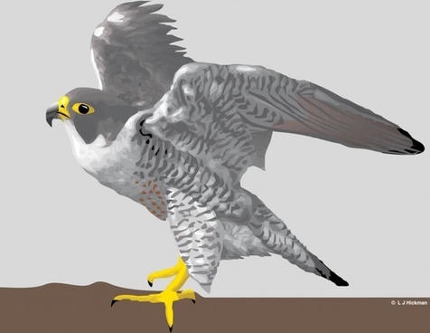 476x368 Coy Peregrine Falcon Stencils Free Vector Download