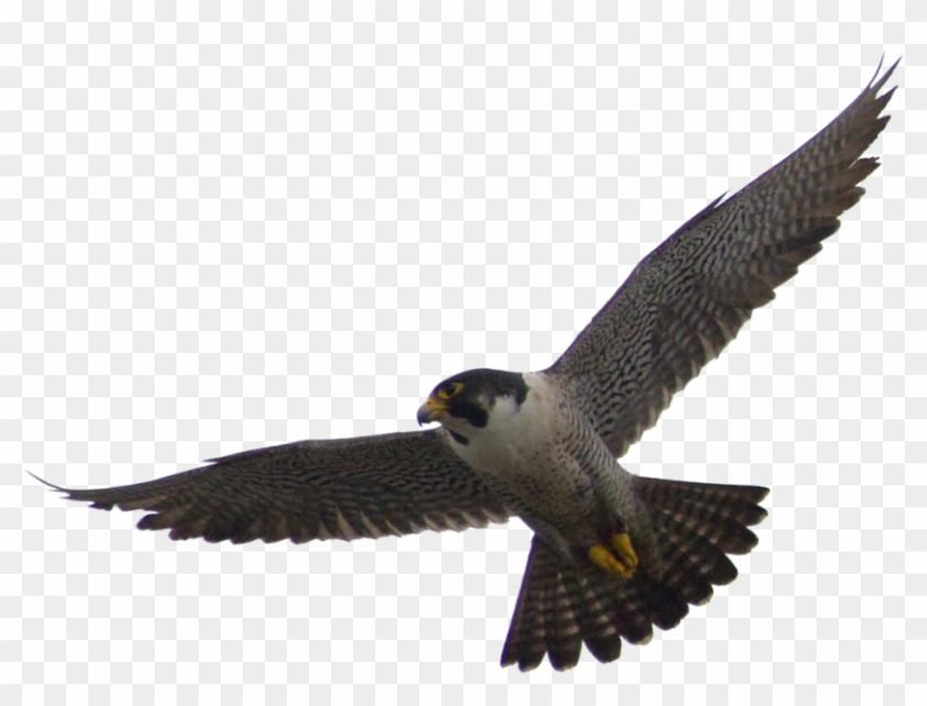 840x640 Falcon Png Vector