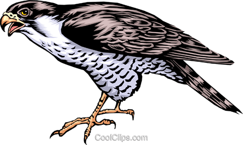 480x288 Falcon Royalty Free Vector Clip Art Illustration