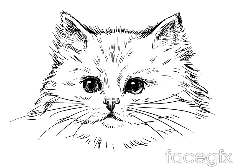 800x568 Hand Painted White Persian Cat Vector Over Millions Vectors