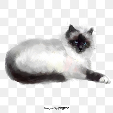 360x360 Persian Cat Png, Vector, And Clipart With Transparent