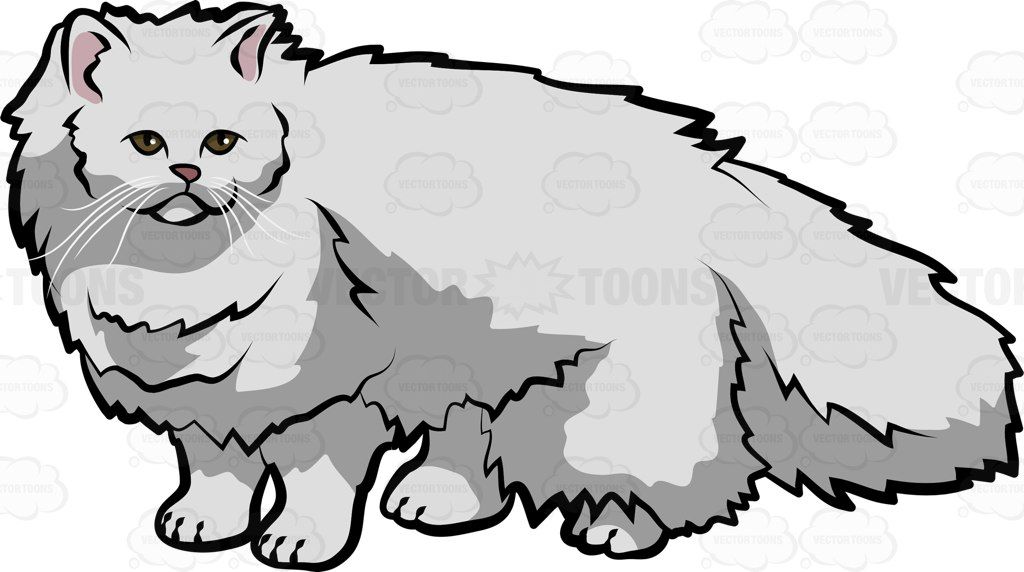 1024x572 A Traditional Persian Cat