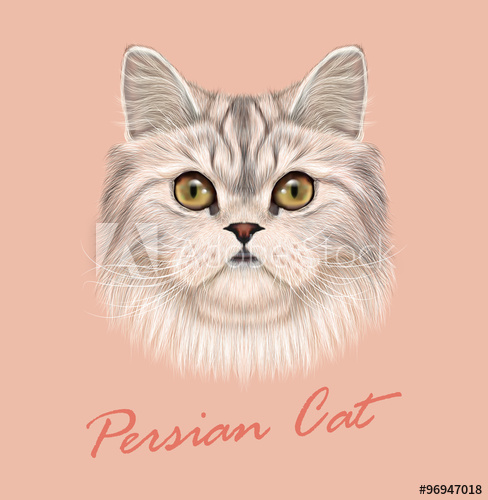 488x500 Persian Cat Purebred Animal Cute Face Vector Funny White Tabby