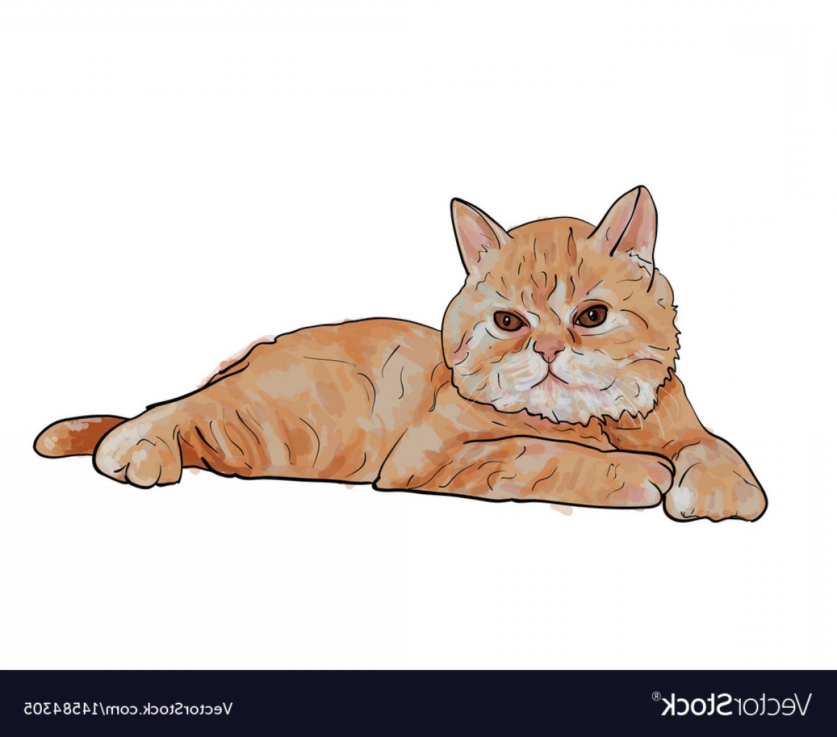 1200x1056 Adorable Lying Persian Cat Isolated On White Vector Handandbeak