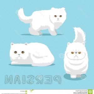 300x300 Vector Cute Persian Cat Vector Cute Persian Cat Image Cultracing