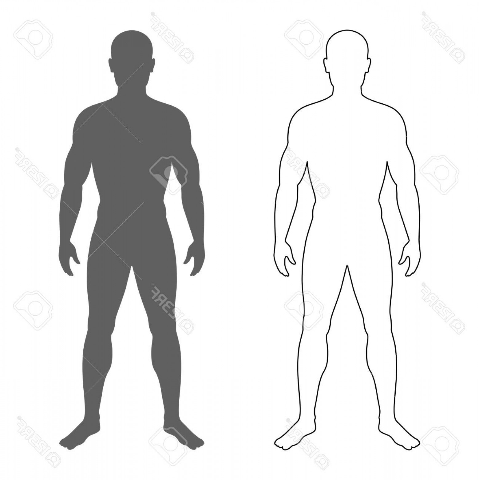 1558x1560 Human Body Outline Vector Lamaison