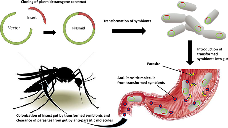 762x429 Developing The Arsenal Against Pest And Vector Dipterans Inputs