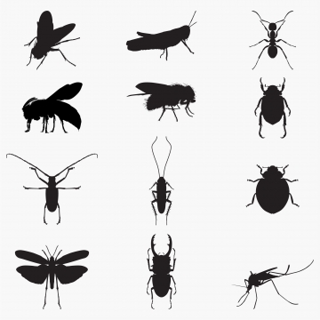 360x360 Insect Png, Vector, And Clipart With Transparent Background