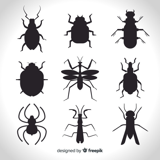 626x626 Insect Vectors, Photos And Free Download