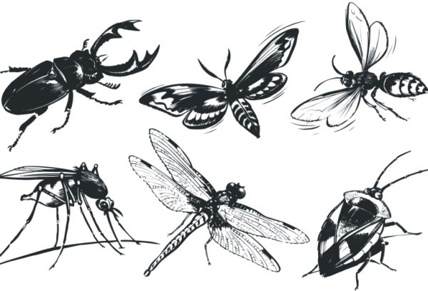 600x408 A Monochrome Insect Vector Free Vector In Coreldraw Cdr