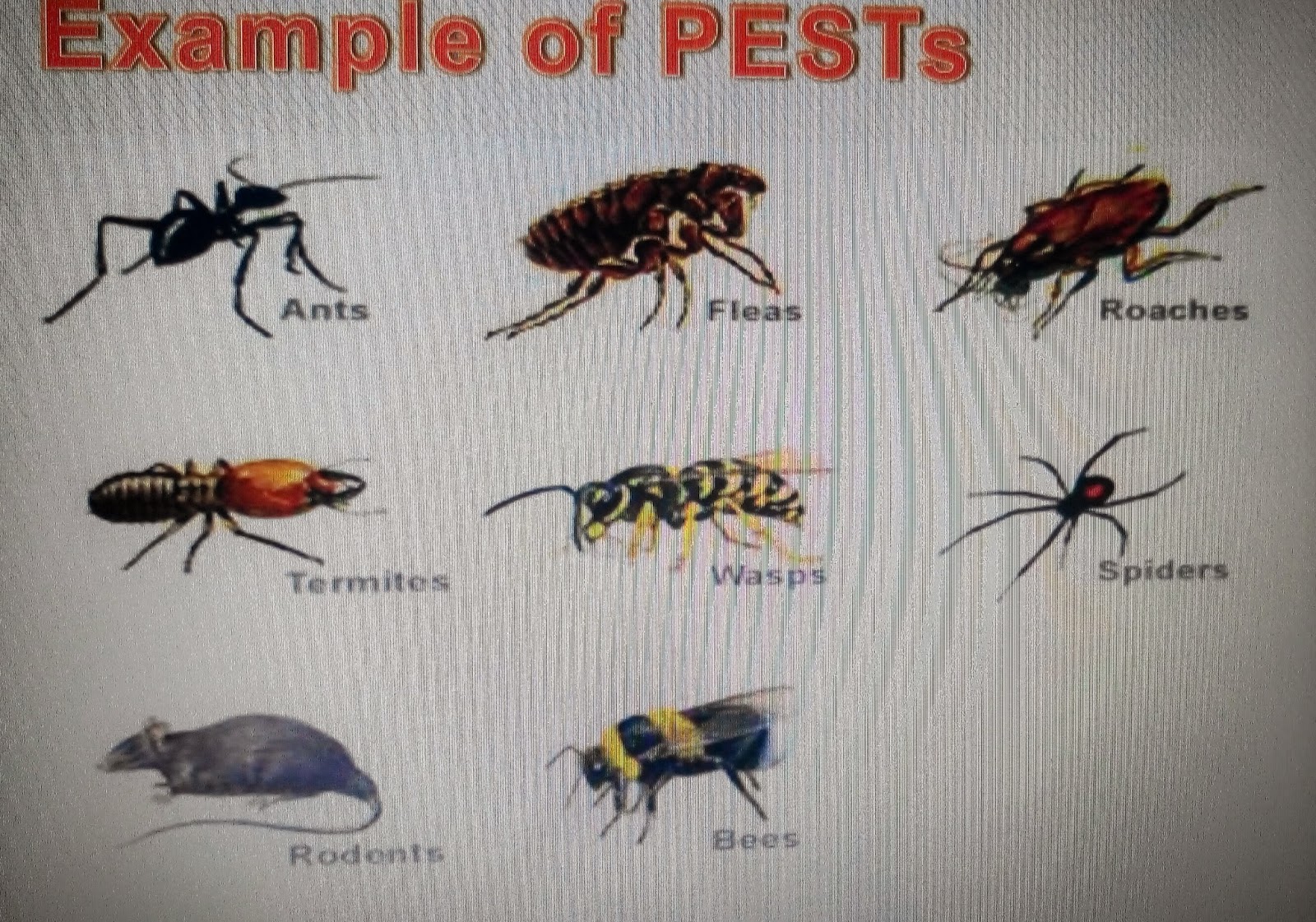 1600x1121 Mpd Vector And Pest Control Vector And Pest Management