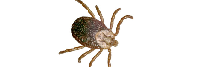 665x225 Vector Intervention Program