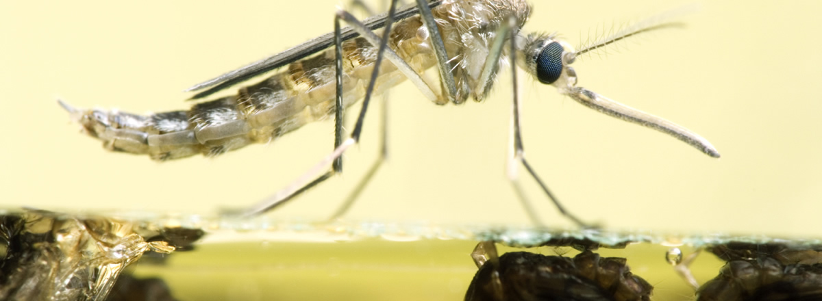 1200x440 Vector Pest Control Rentokil Pest Control Singapore